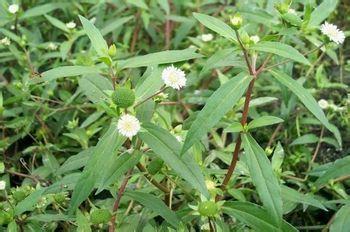 墨旱蓮原植物