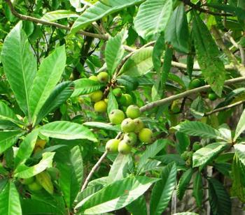 枇杷葉原生態(tài)