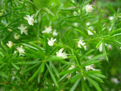 天冬原植物