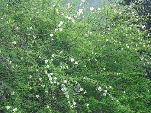 白草莓原生態(tài)