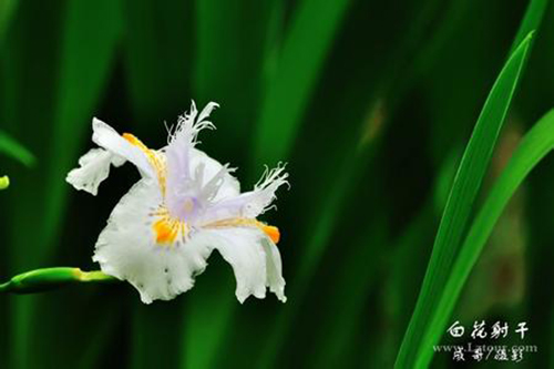 白花射干原生態(tài)