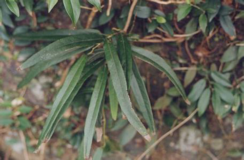 白金古欖原植物