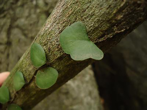 抱樹蓮原植物