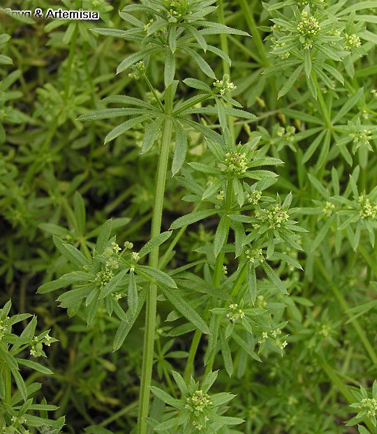 八仙草原植物