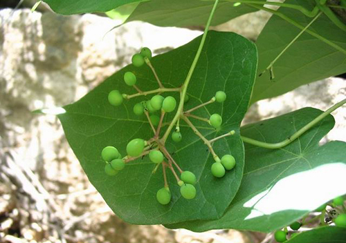 蝙蝠葛原形態(tài)