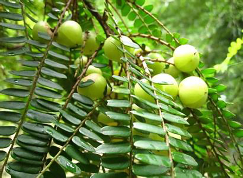 波棱瓜原生態(tài)