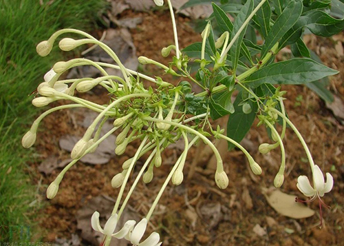 長(zhǎng)管假茉莉原態(tài)