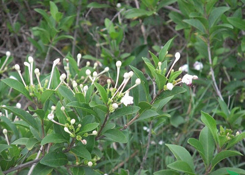 長(zhǎng)管假茉莉原植物