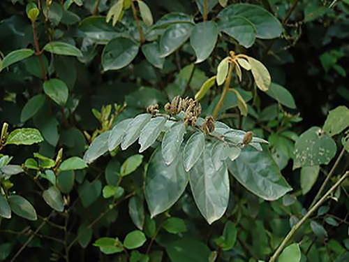 長(zhǎng)葉山芝麻原態(tài)