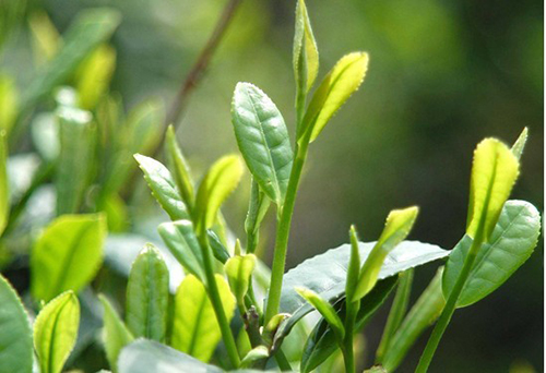 茶葉原生態(tài)