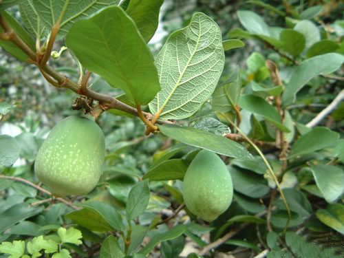 霹靂根原生態(tài)