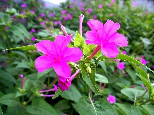 紫茉莉原植物